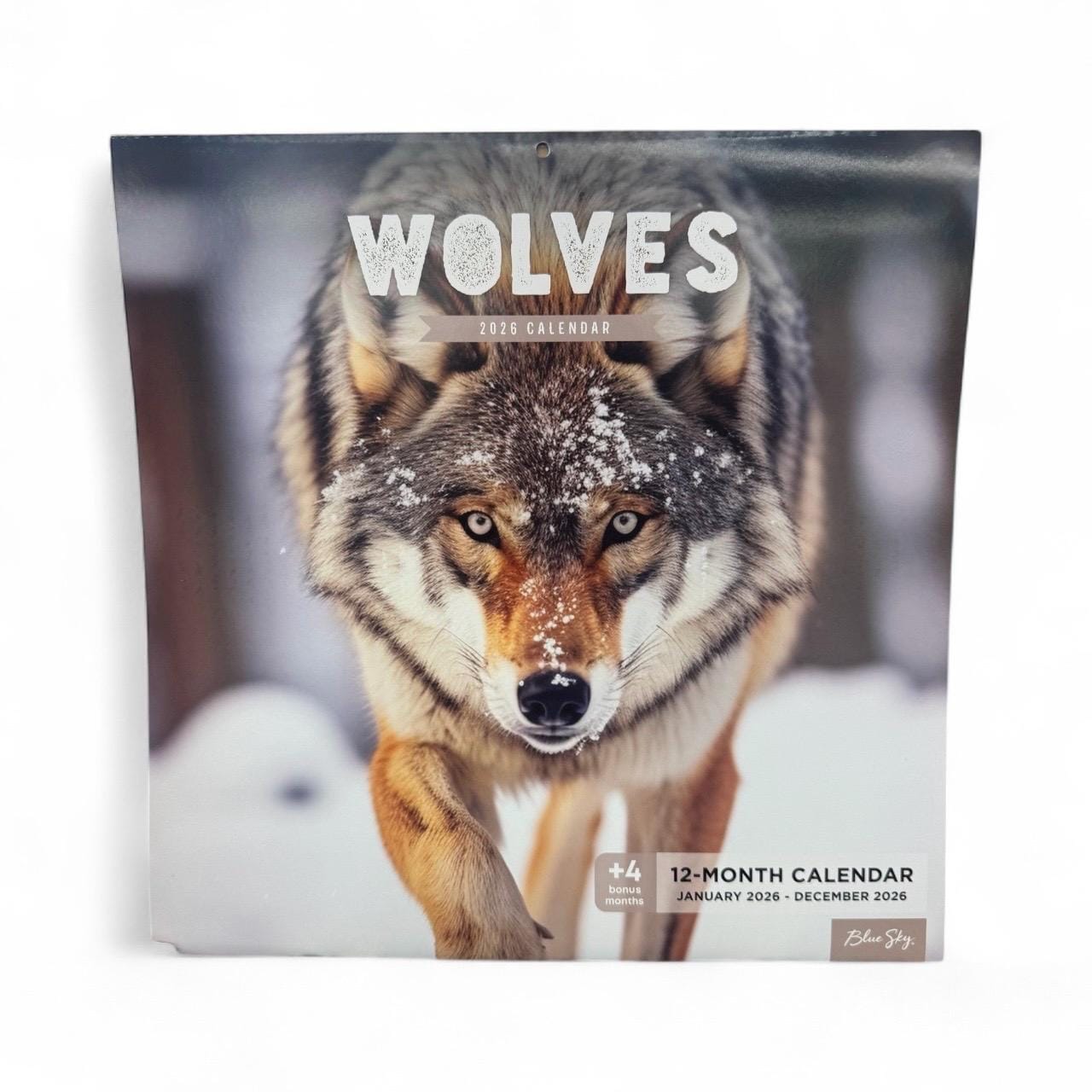 2026 WOLVES 12” X 12” 16 Month Wall Calendar NEW 12”x24” Opened